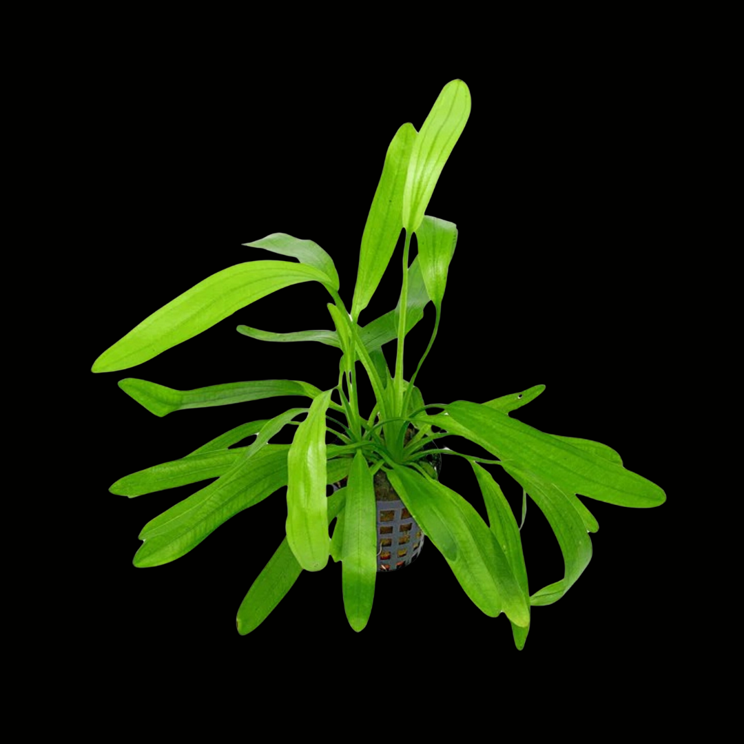 Aquatic Plants - Echinodorus Uruguayensis Emersed Potted