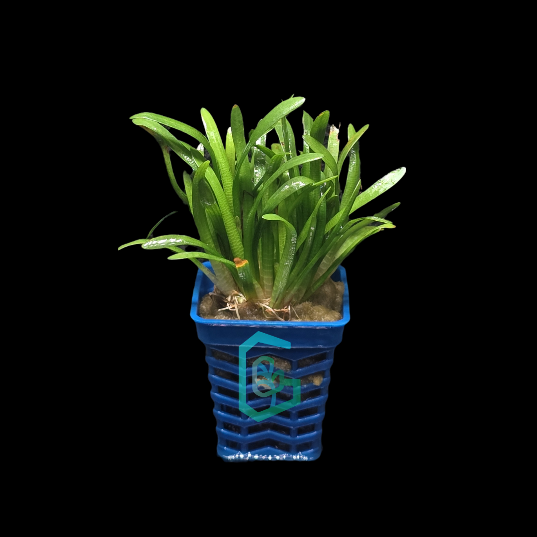 Sagittaria Sabulata