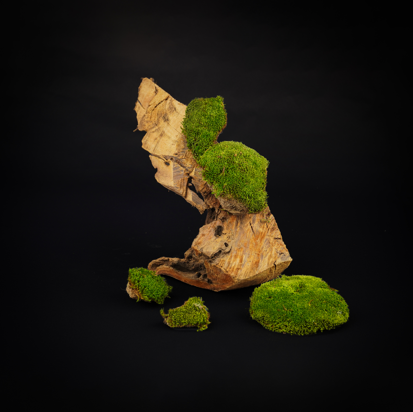 Terrestrial Moss for Terrarium / Vivarium / Paludarium