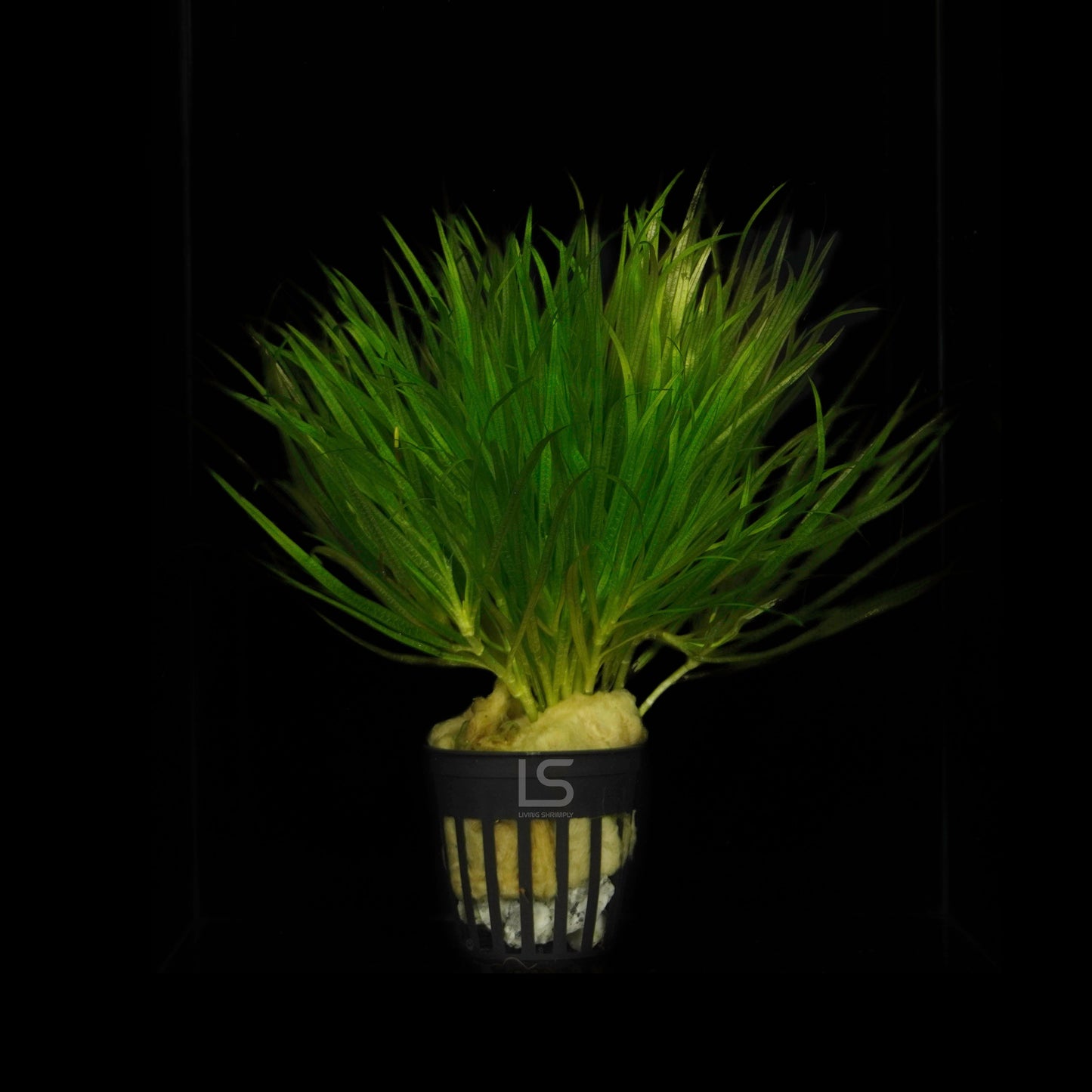 Blyxa Japonica