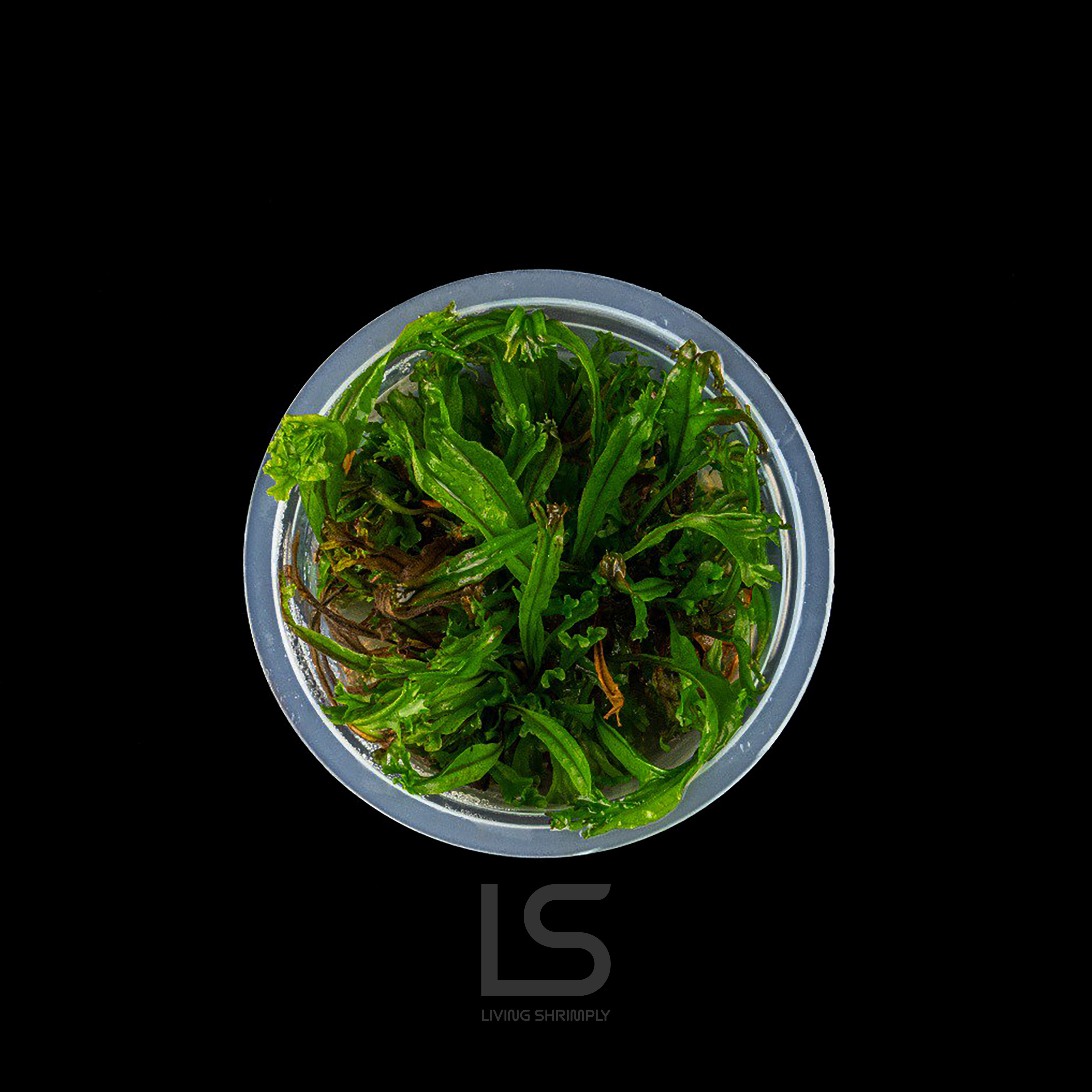 Windelov 'Java Fern' Tissue Culture (TC) Living Shrimply