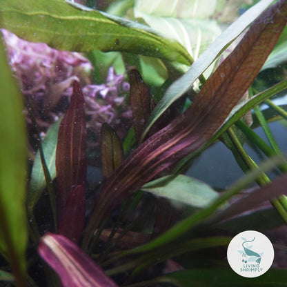 [Live Aquatic Plant] Echinodorus Rubin Narrow Leaf Submerged Potted