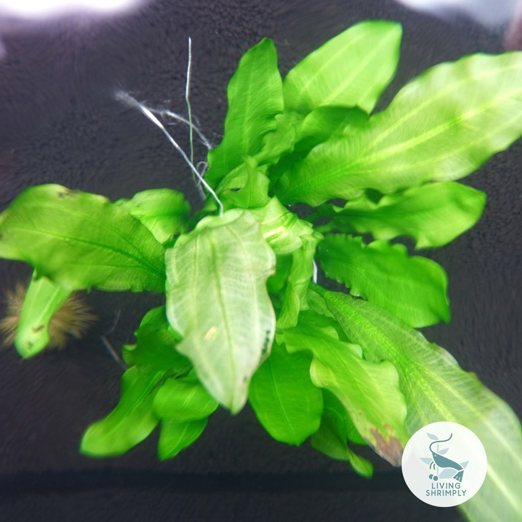 [Live Aquatic Plant] Echinodorus Martii Potted