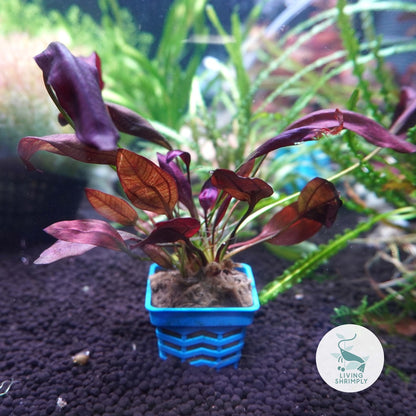 [Live Aquatic Plant] Echinodorus Aflame Potted