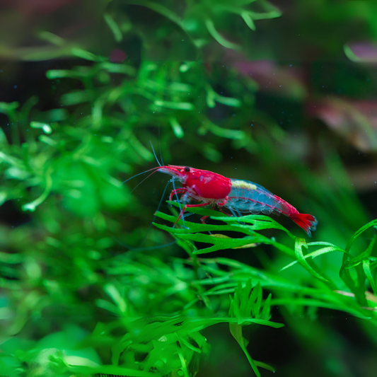 Red Rili Neocardina Shrimp