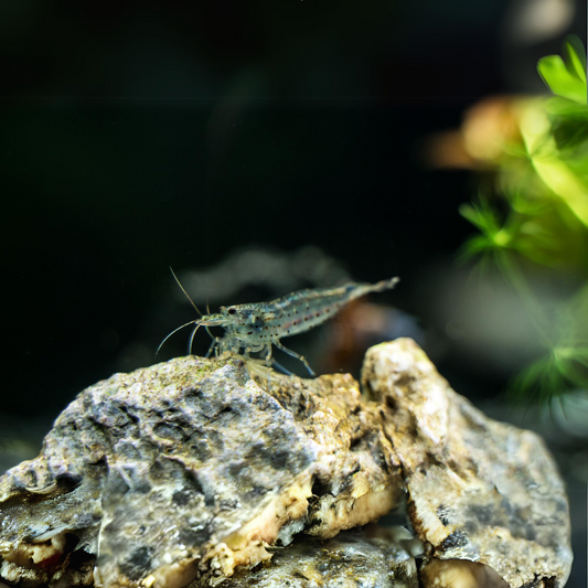 Amano Shrimp