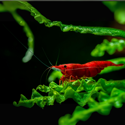 Fire Red Neocaridina