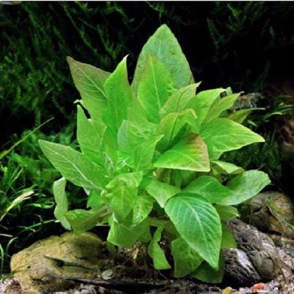 Hygrophila Corymbosa Compacta