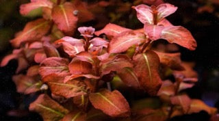 Ludwigia Senegalensis 'Guinea'