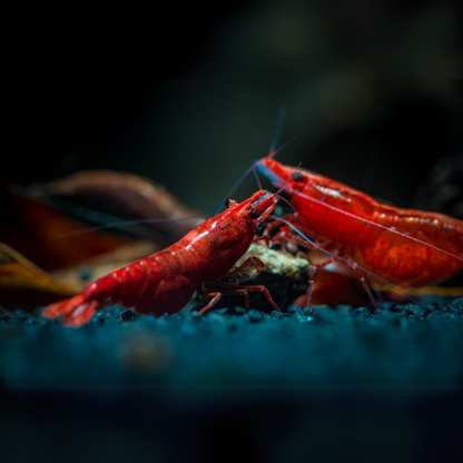 Fire Red Neocaridina