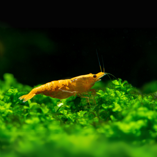 Sunkist Neocaridina Shrimp