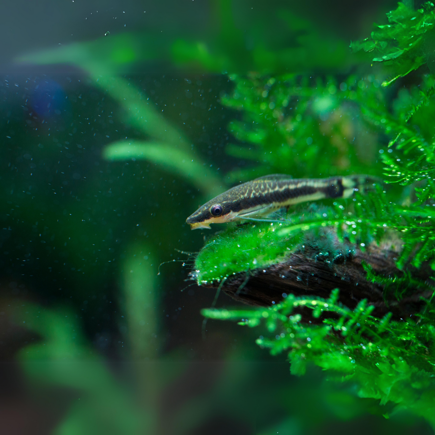 Otocinclus Catfish