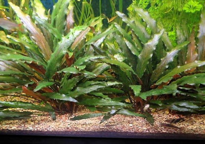 Cryptocoryne Becketii