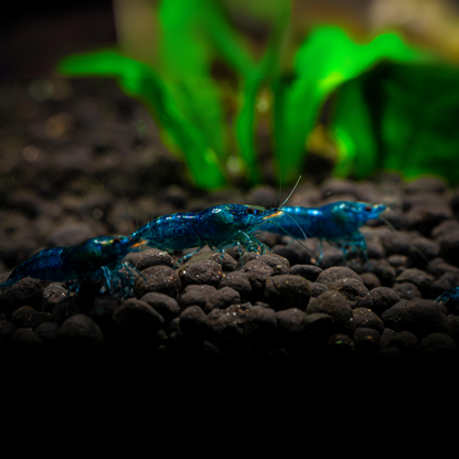 Blue Dream Neocaridina