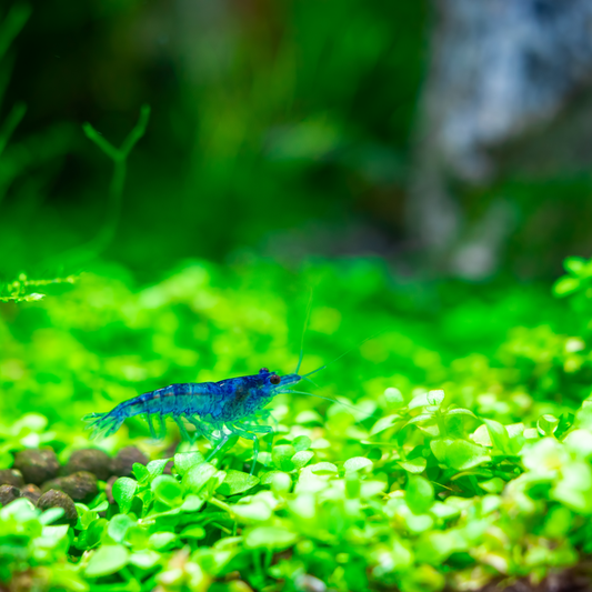 Blue Dream Neocaridina