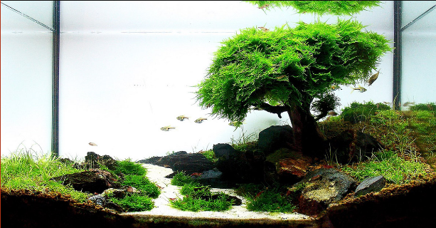 Bonsai Tree Driftwood