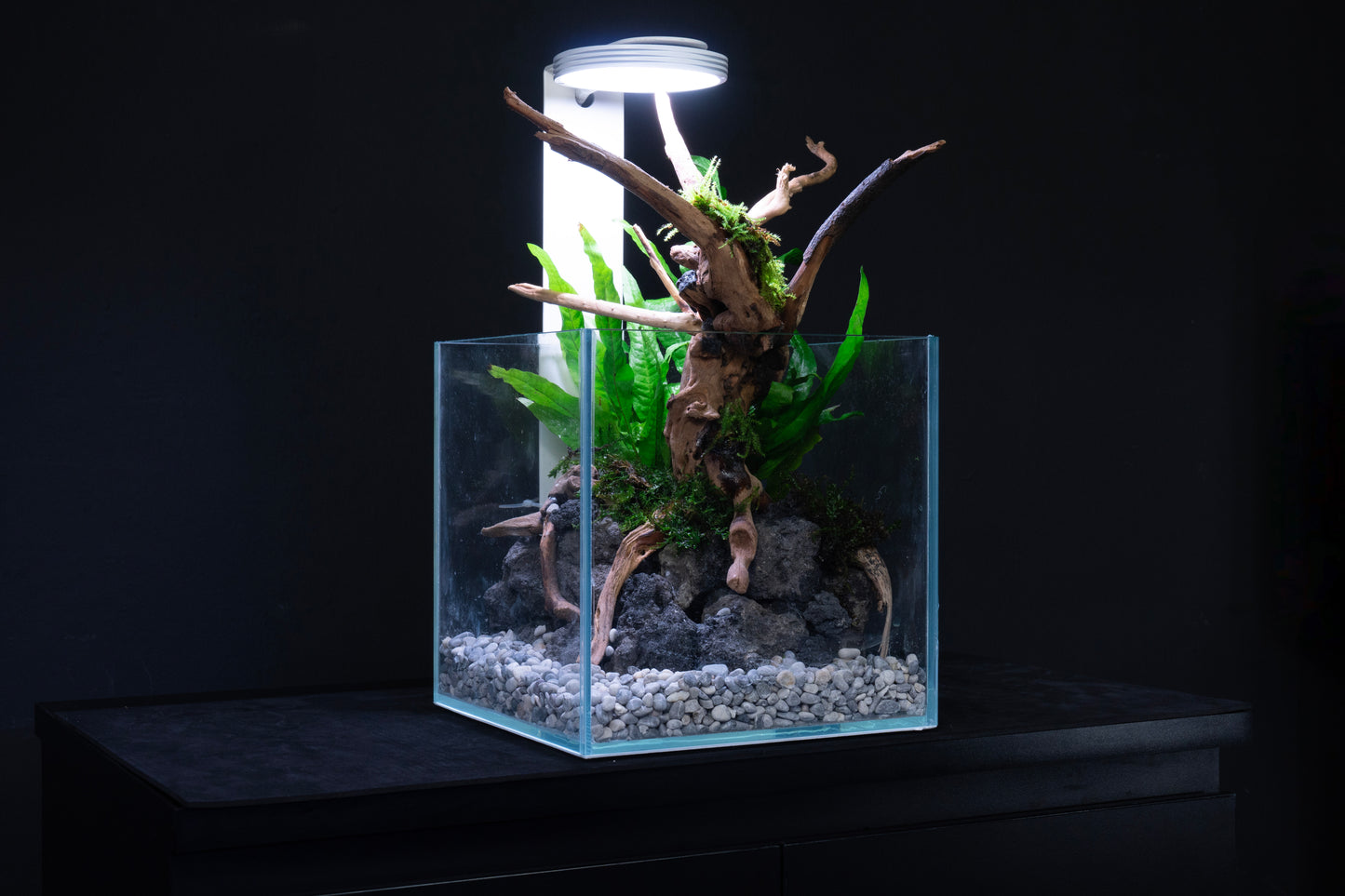 Living Shrimply Aquascape - Quick Scape 073