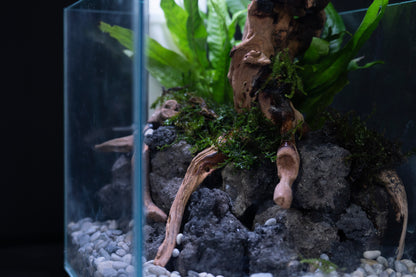 Living Shrimply Aquascape - Quick Scape 073