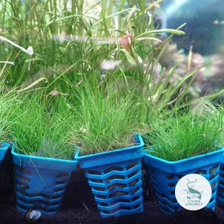 Eleocharis Parvula Dwarf Hairgrass Potted