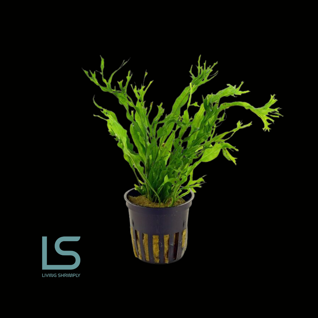 Aquatic Plants - Java Fern 'Windelov'