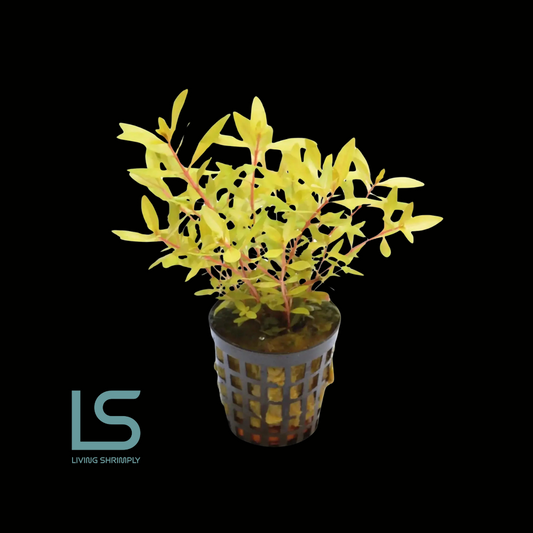 [Live Aquatic Plant] Ammania Pedicellata Golden Emersed Potted