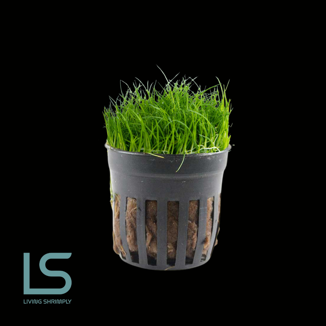 Aquartic Plants - Eleocharis Parvula Dwarf Hairgrass Potted