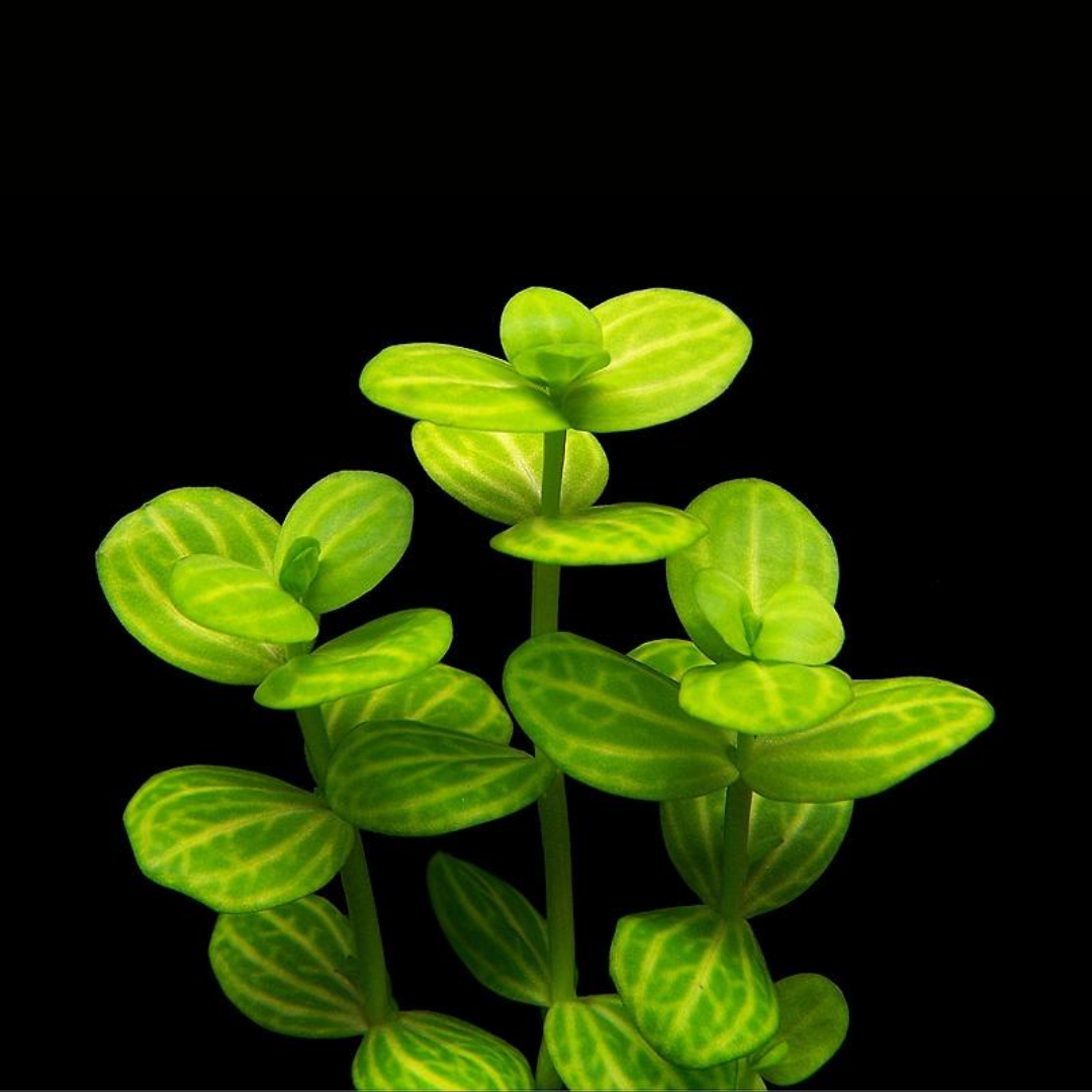 Lindernia Rotundifolia 'Variegated'