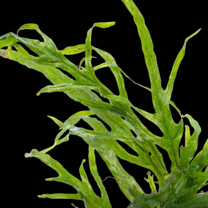 Java Fern Microsorum Pteropus 'Trident'