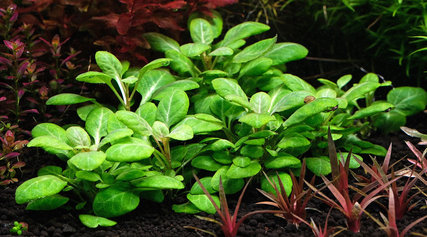 Lobelia Cardinalis Mini