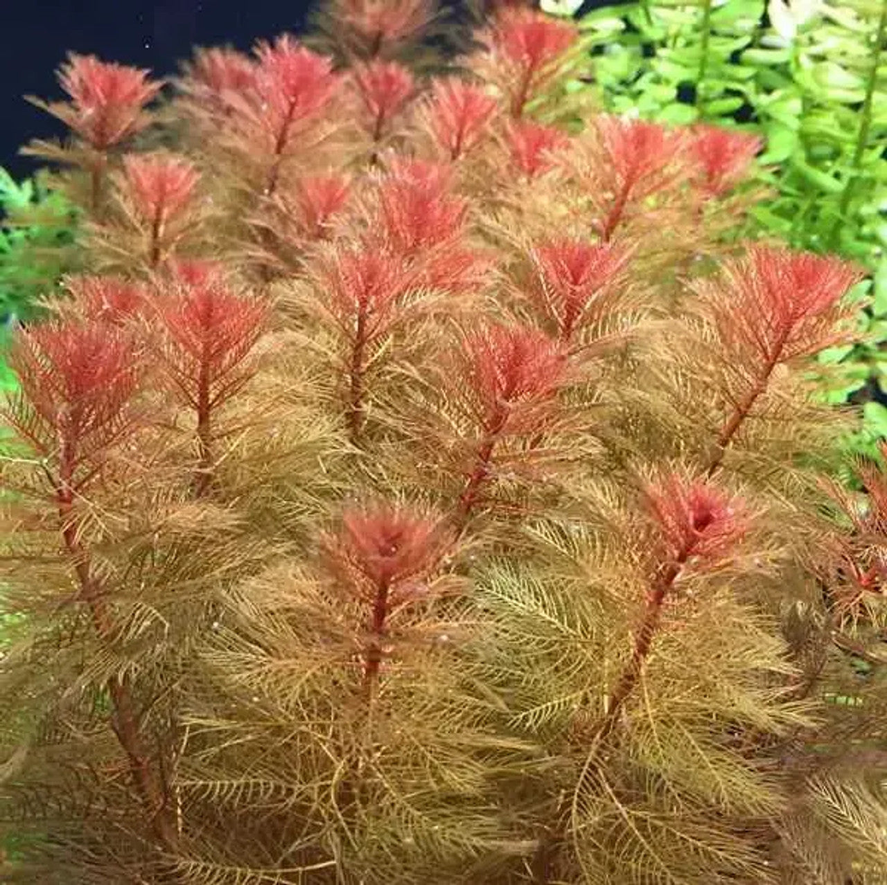 Myriophyllum Tuberculatum