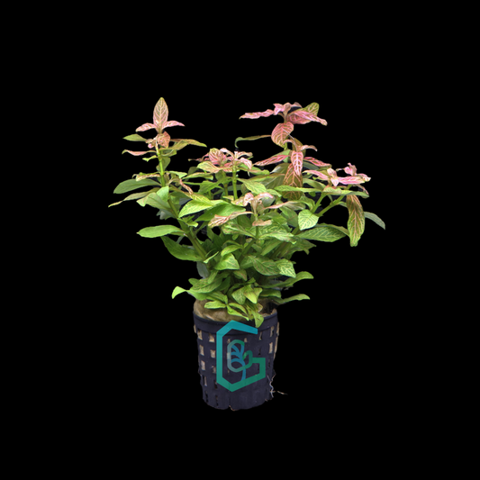 Hygrophila Polysperma Variegated 'Rosanervig'