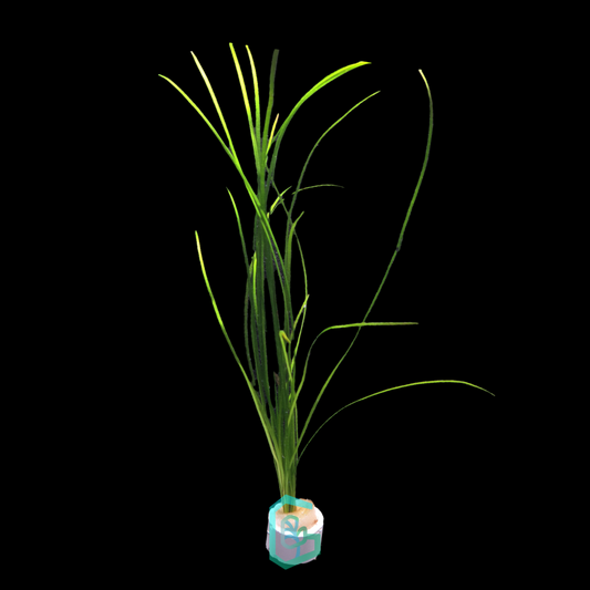 Vallisneria Nana
