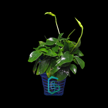 Anubias Nana Petite