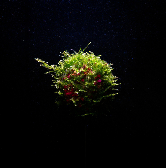 Floating Moss Ball