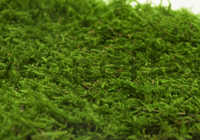 Flat Moss