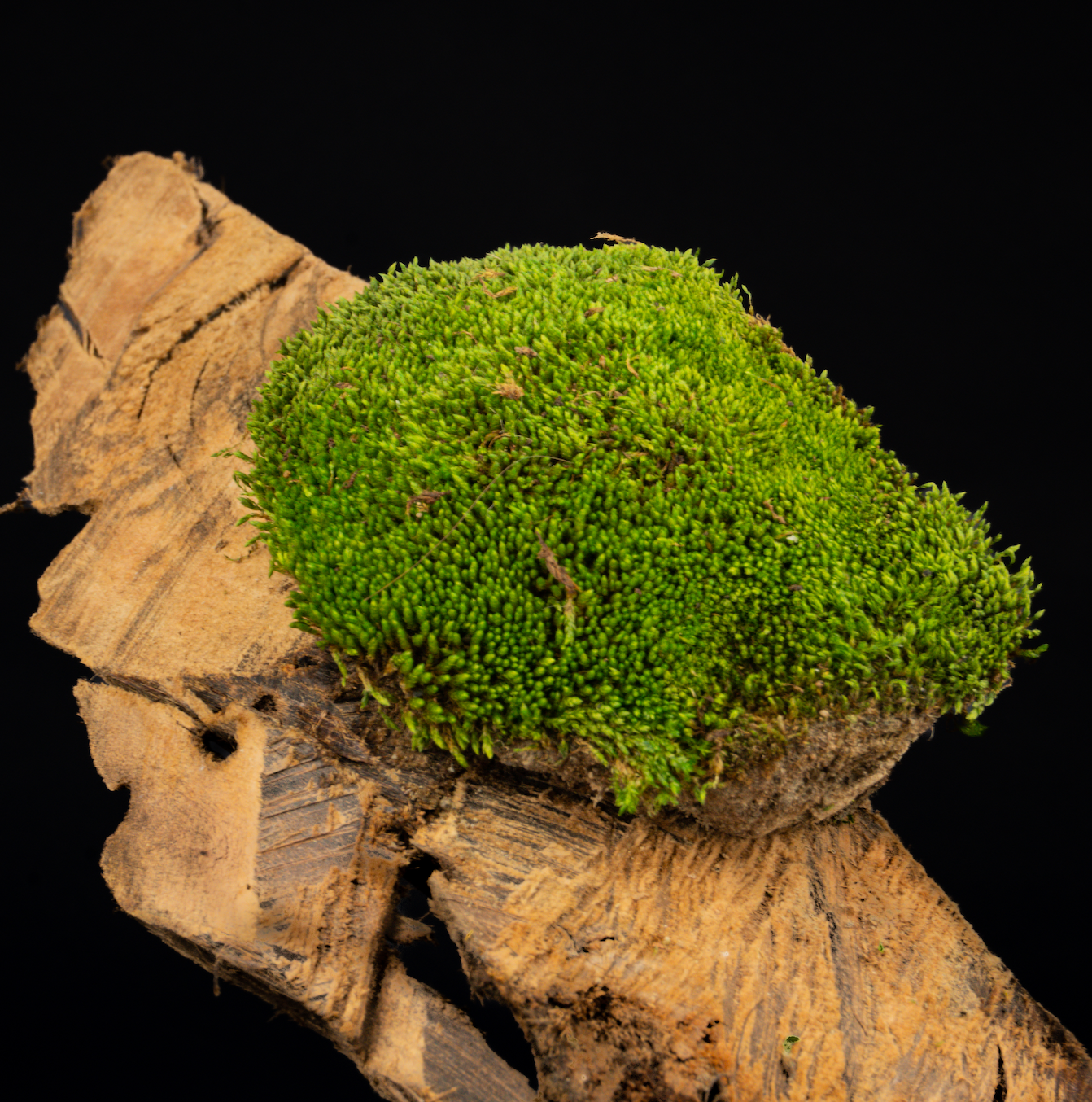 Terrestrial Moss for Terrarium / Vivarium / Paludarium