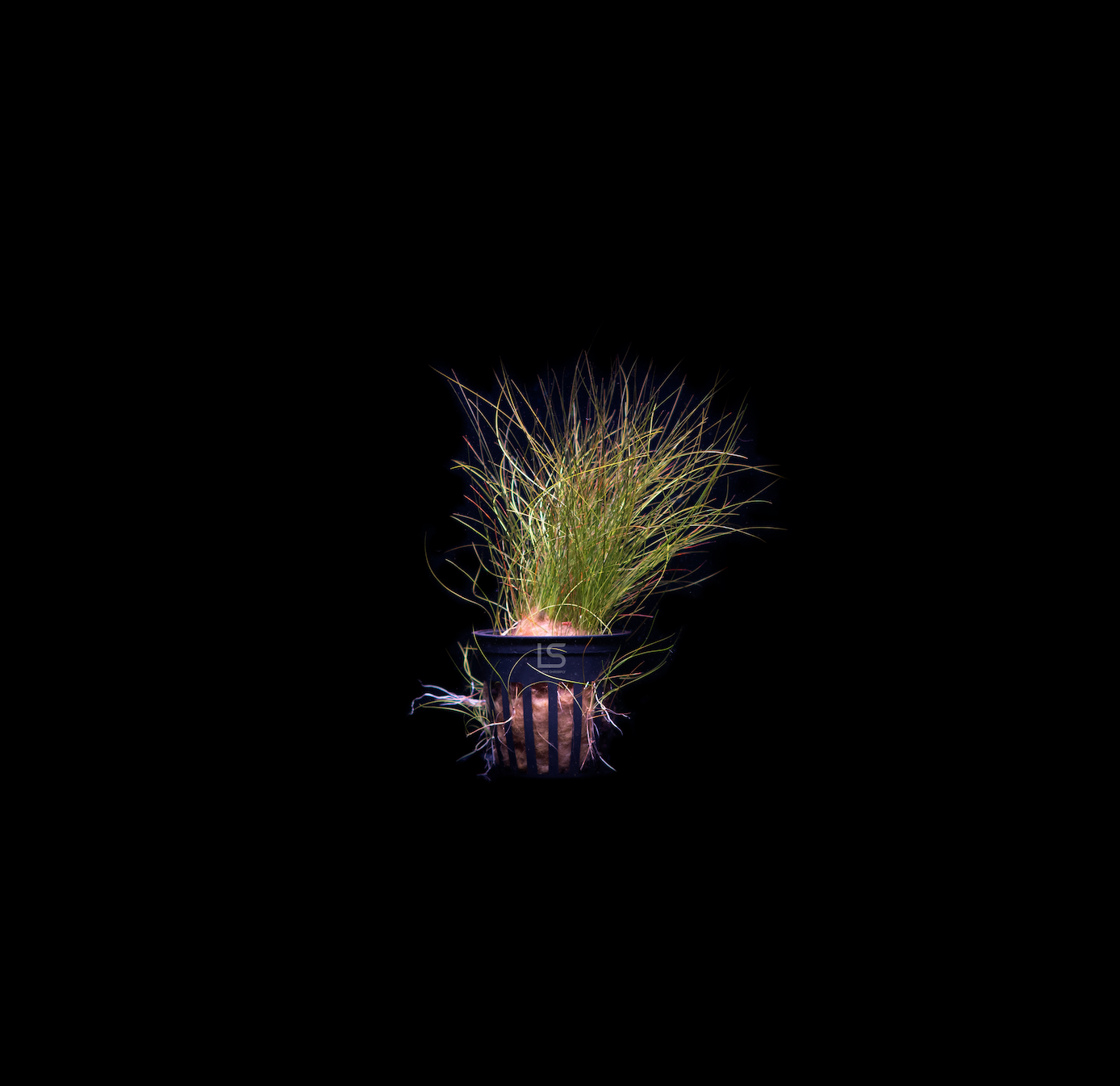 Eleocharis Acicularis Tall Hairgrass