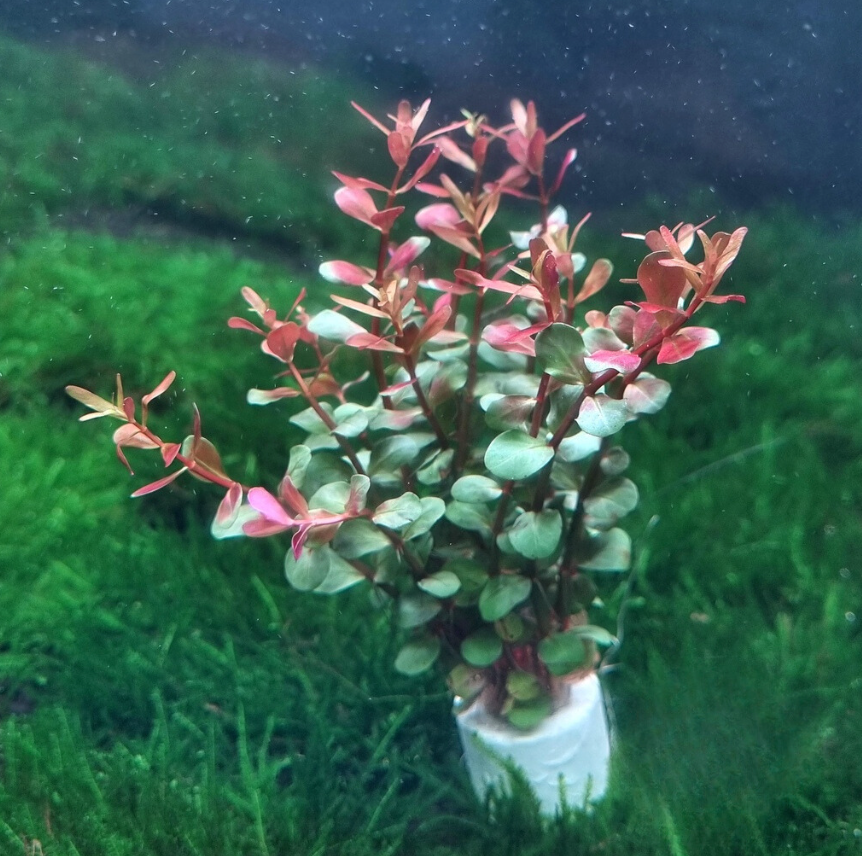 Rotala H'ra