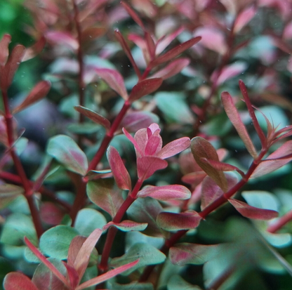 Rotala H'ra