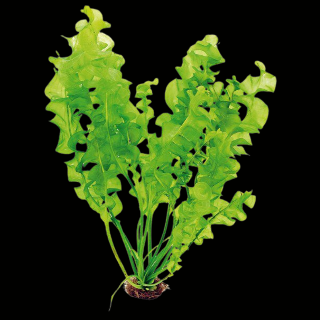 Living Shrimply Aquatic Plants - Aponogeton Ulvaceus