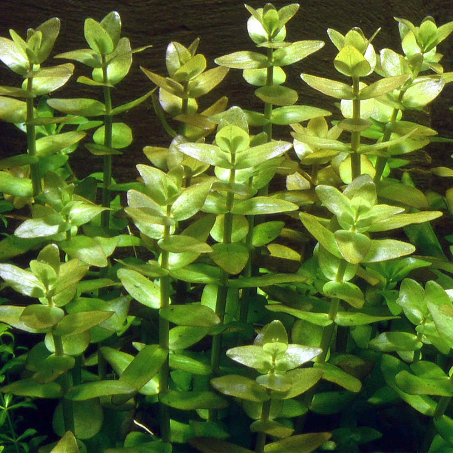 Bacopa Caroliniana