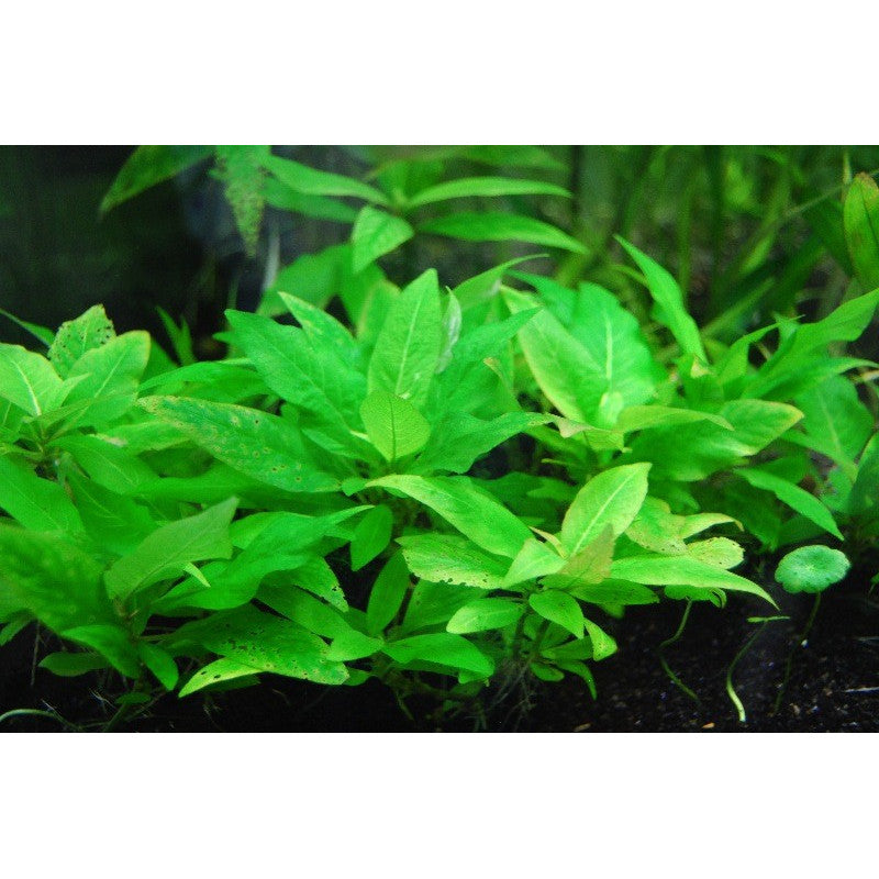 Hygrophila Corymbosa Compacta