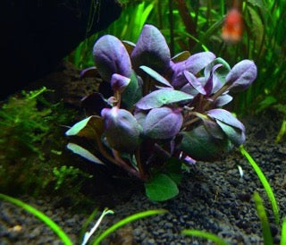 Lobelia Cardinalis Mini