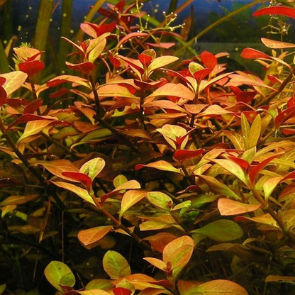 Ludwigia 'Dark Orange'