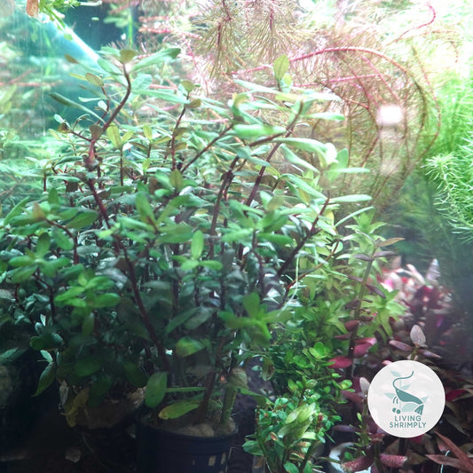 [Live Aquatic Plant] Ammania Nesaea Emersed Potted