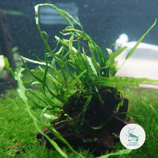 [Live Aquatic Plant] Microsorum Pteropus 'Narrow' Submersed on Coco Mesh / Driftwood