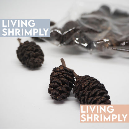 [NEW IN] Australia Alder Mediterranean Cypress & Eucalyptus Cone For Shrimps