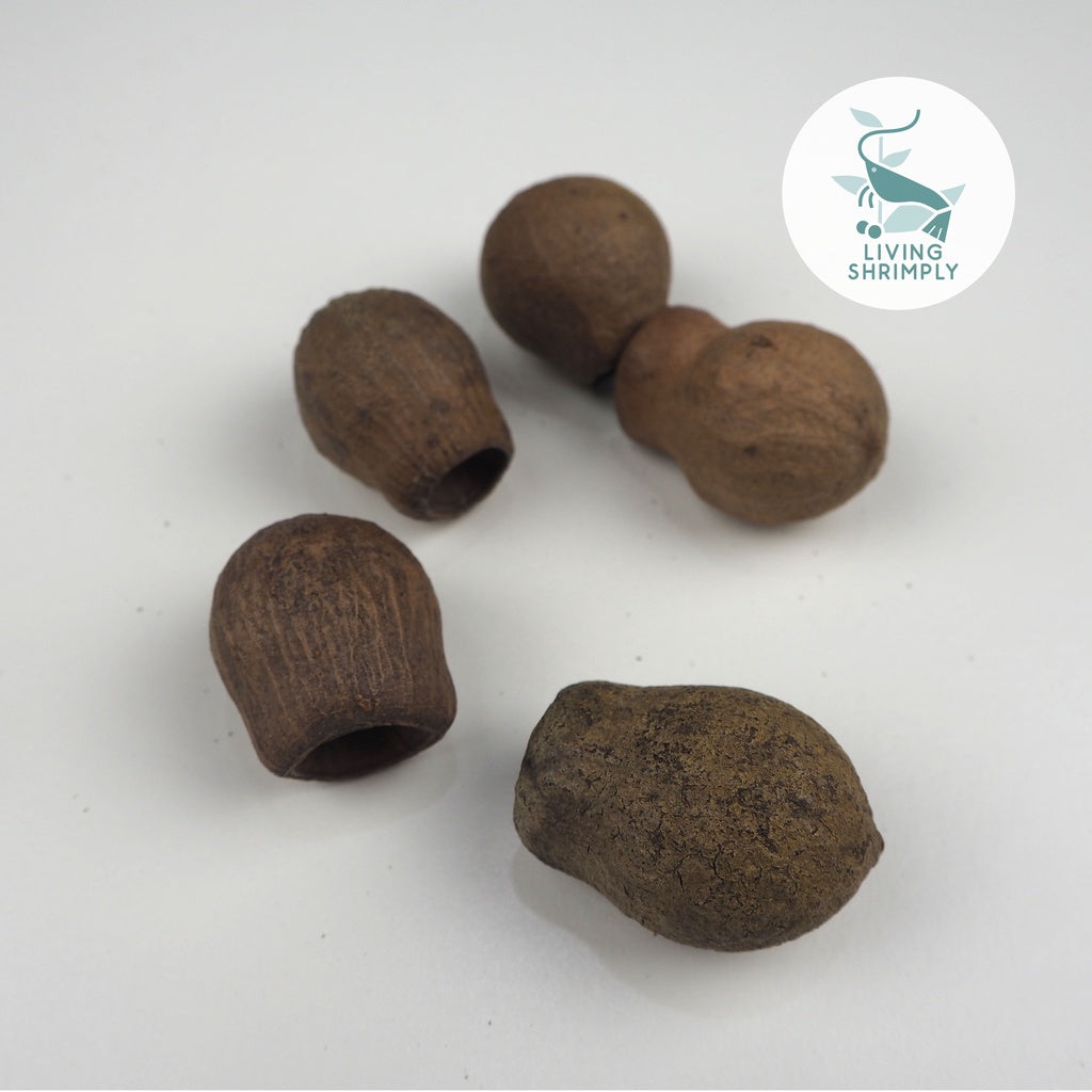 [NEW IN] Australia Alder Mediterranean Cypress & Eucalyptus Cone For Shrimps