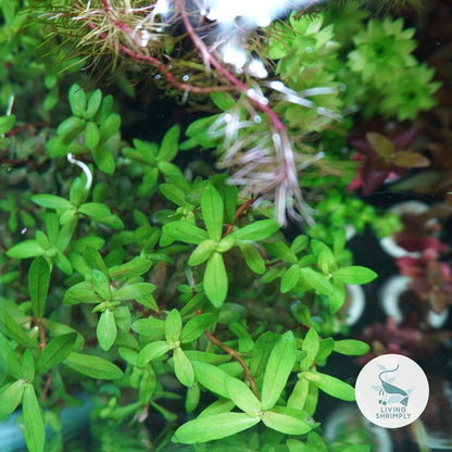 [Live Aquatic Plant] Ammania Nesaea Emersed Potted