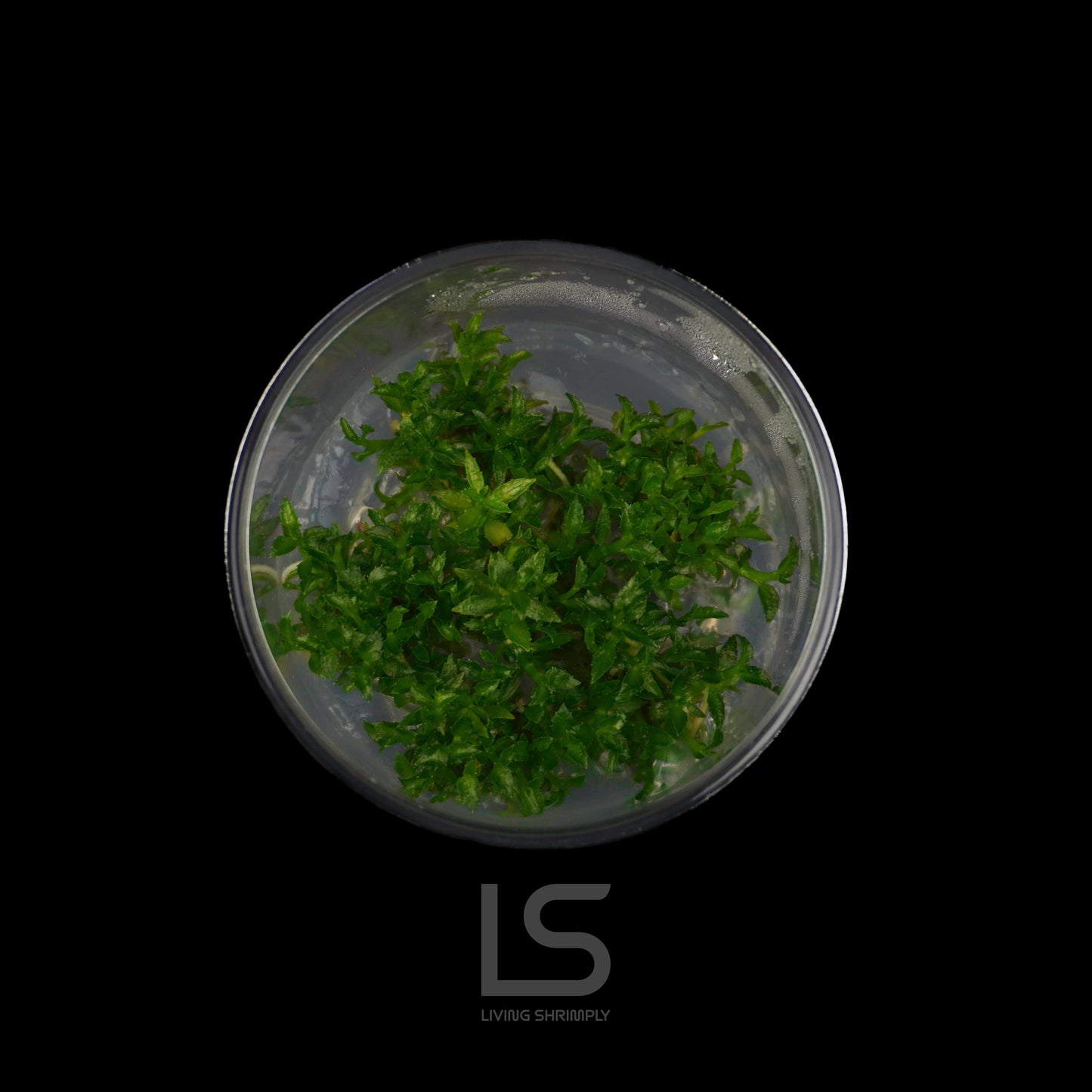 Ammania sp. Towuti Tissue Culture (TC)